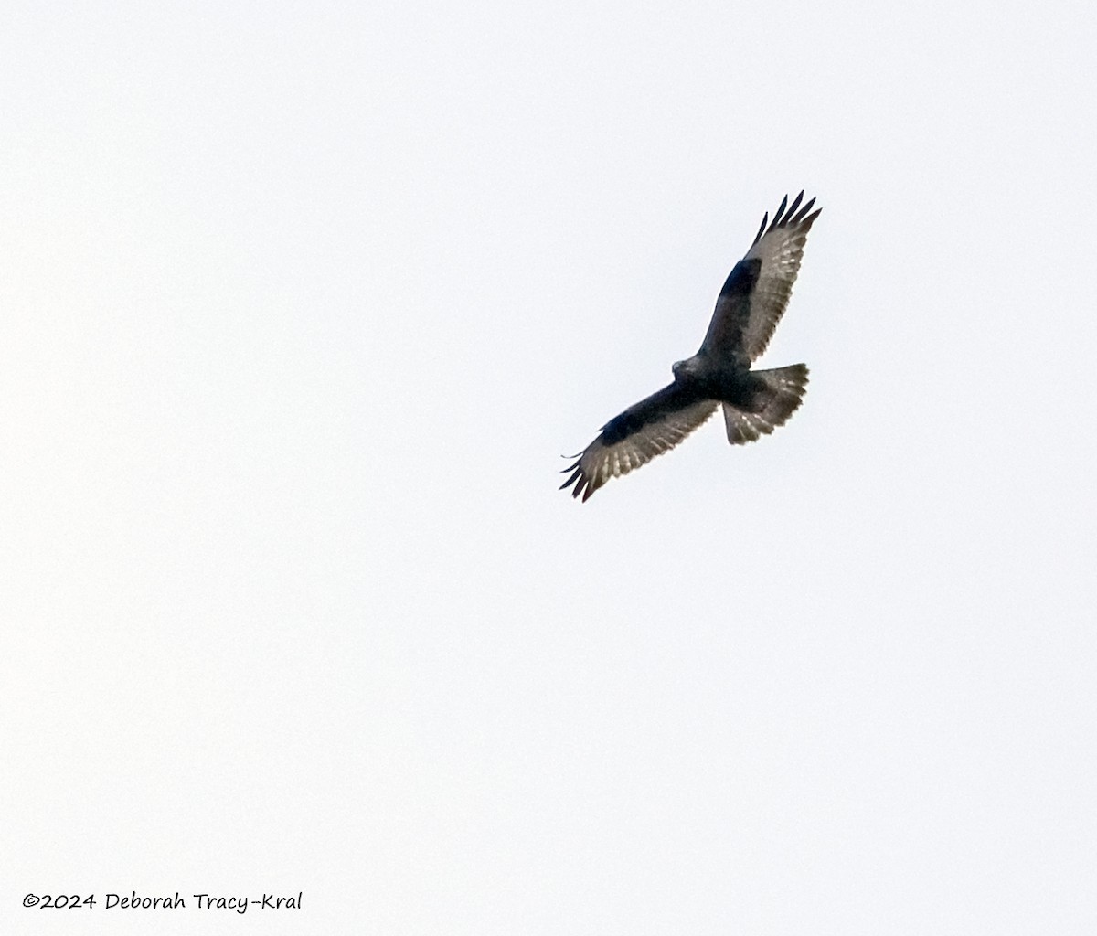 Rough-legged Hawk - ML615760791