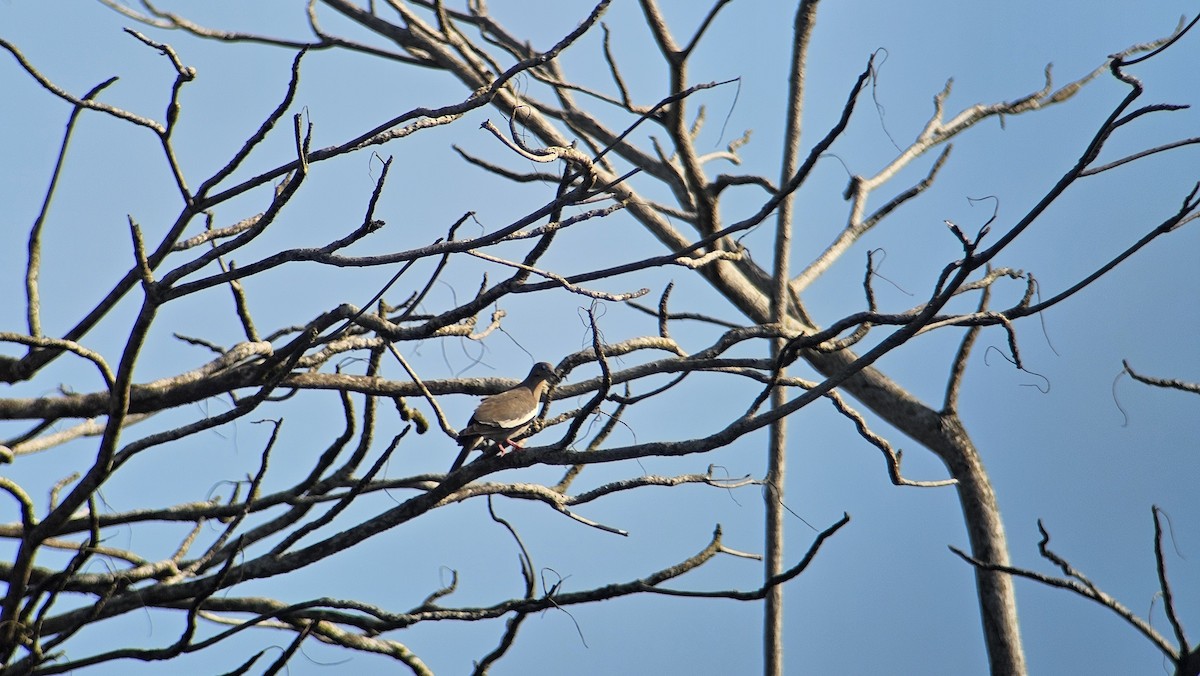 White-winged Dove - ML615760792