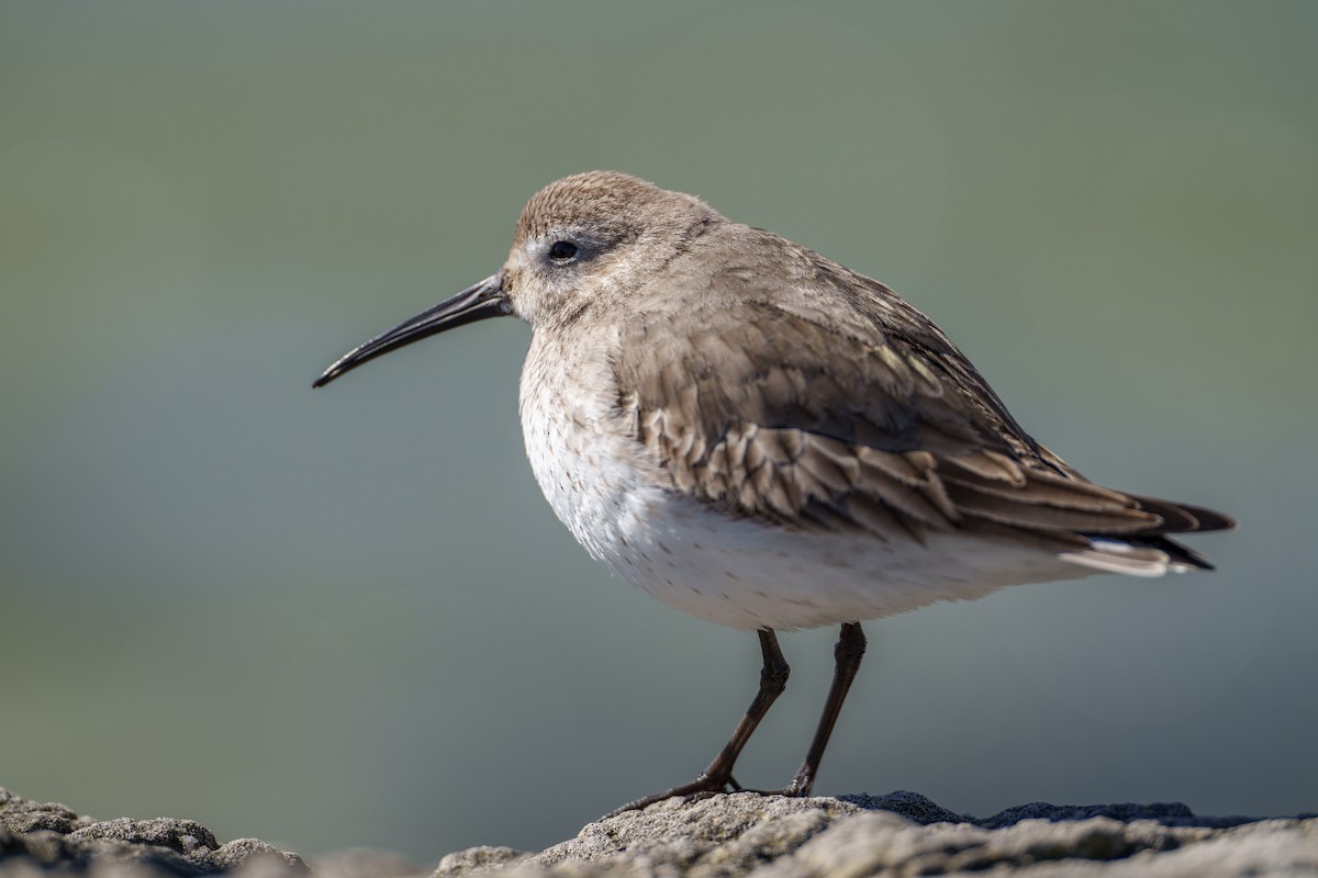 Dunlin - Jeff Hapeman