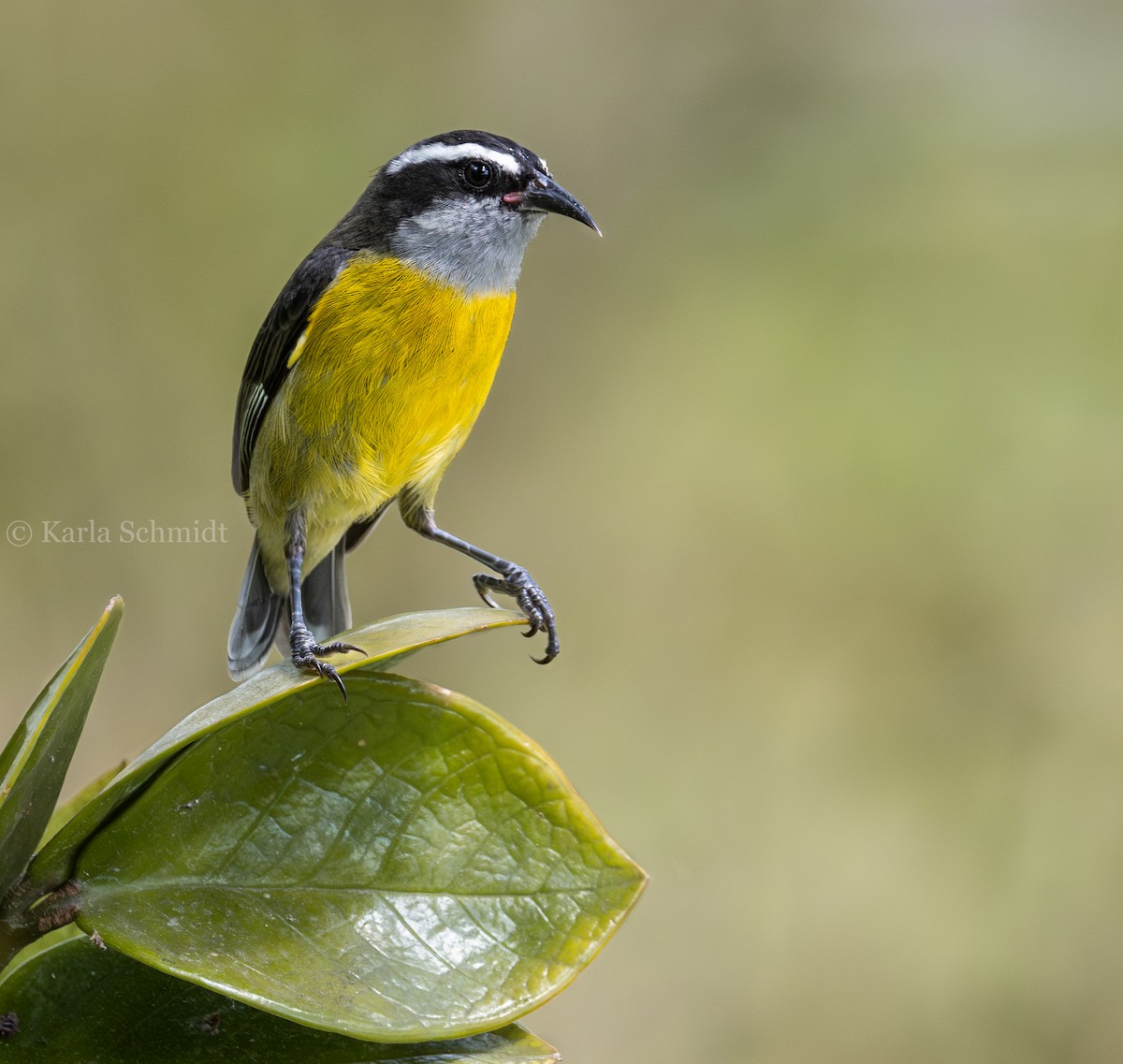 Bananaquit - Karla Schmidt