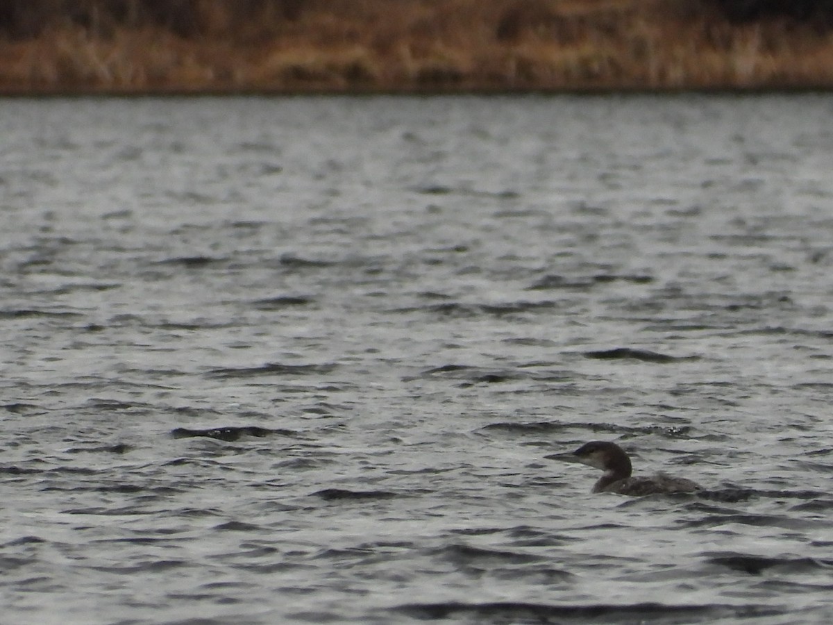 Common Loon - Jeff Fengler