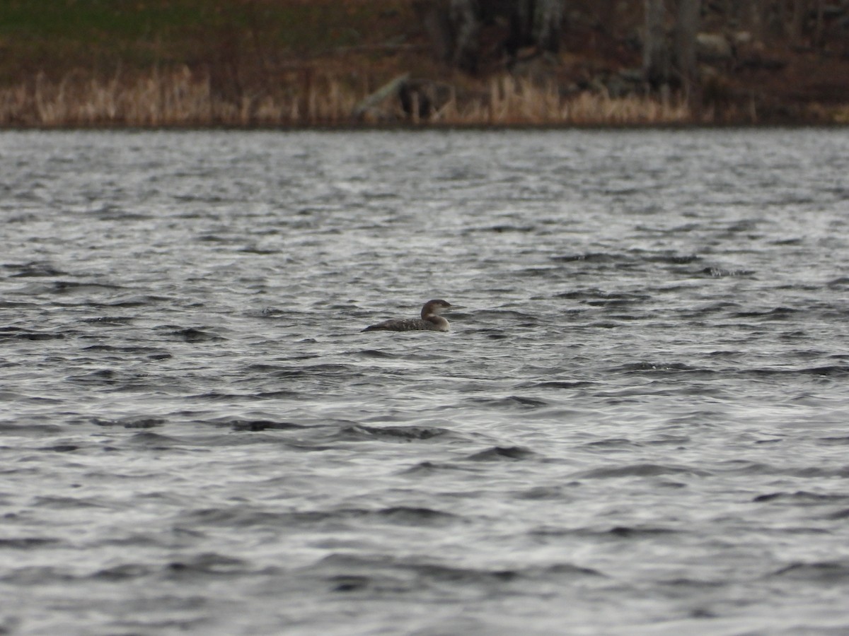 Common Loon - Jeff Fengler