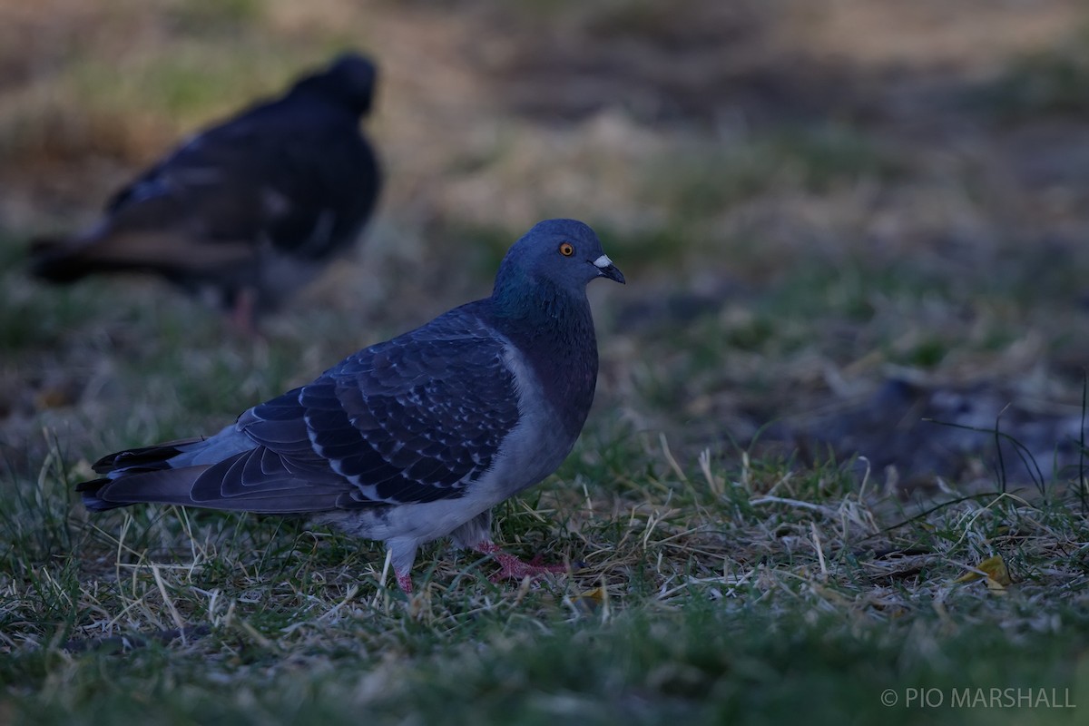 Rock Pigeon (Feral Pigeon) - ML615760878