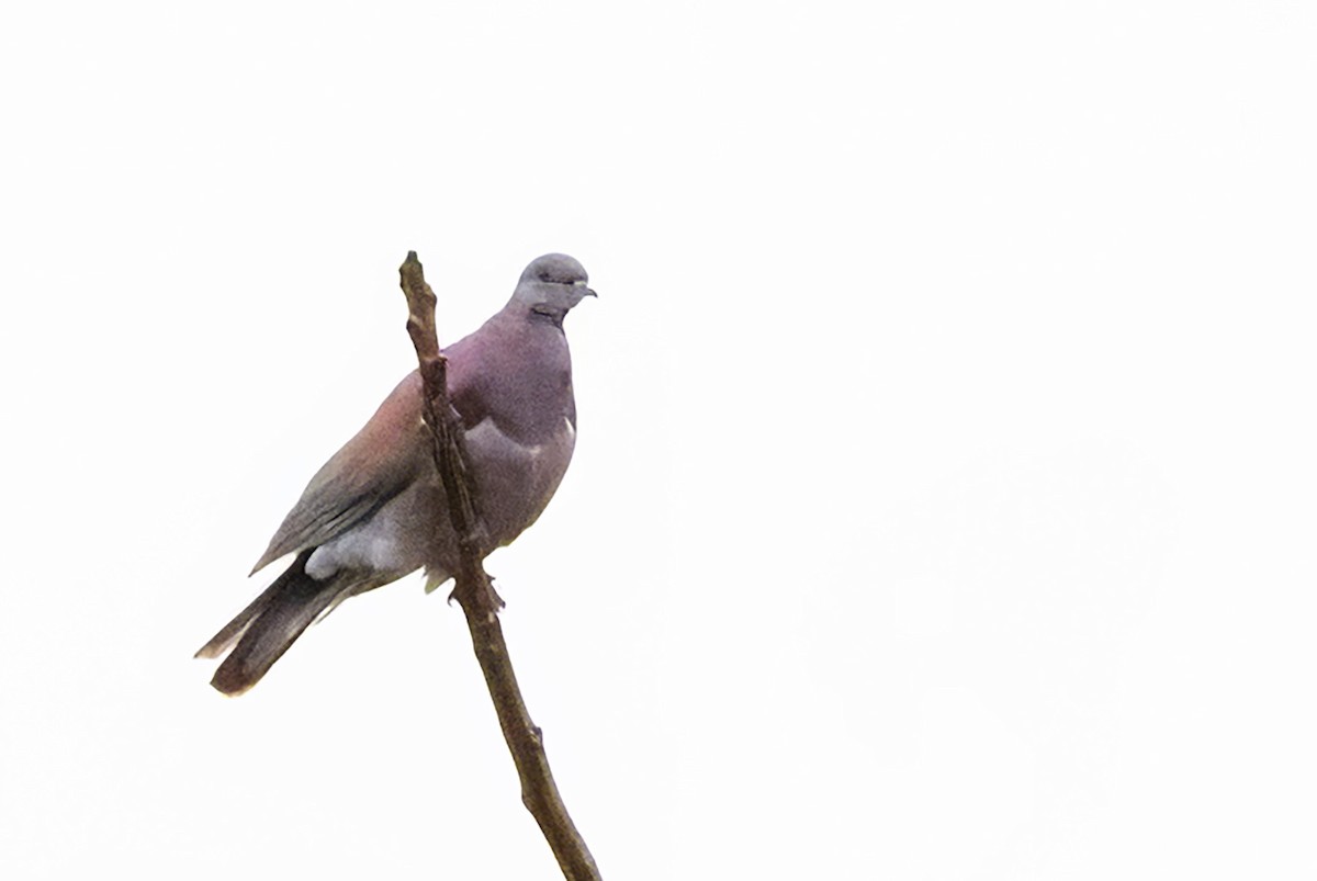 Pale-vented Pigeon - Jennifer Esten