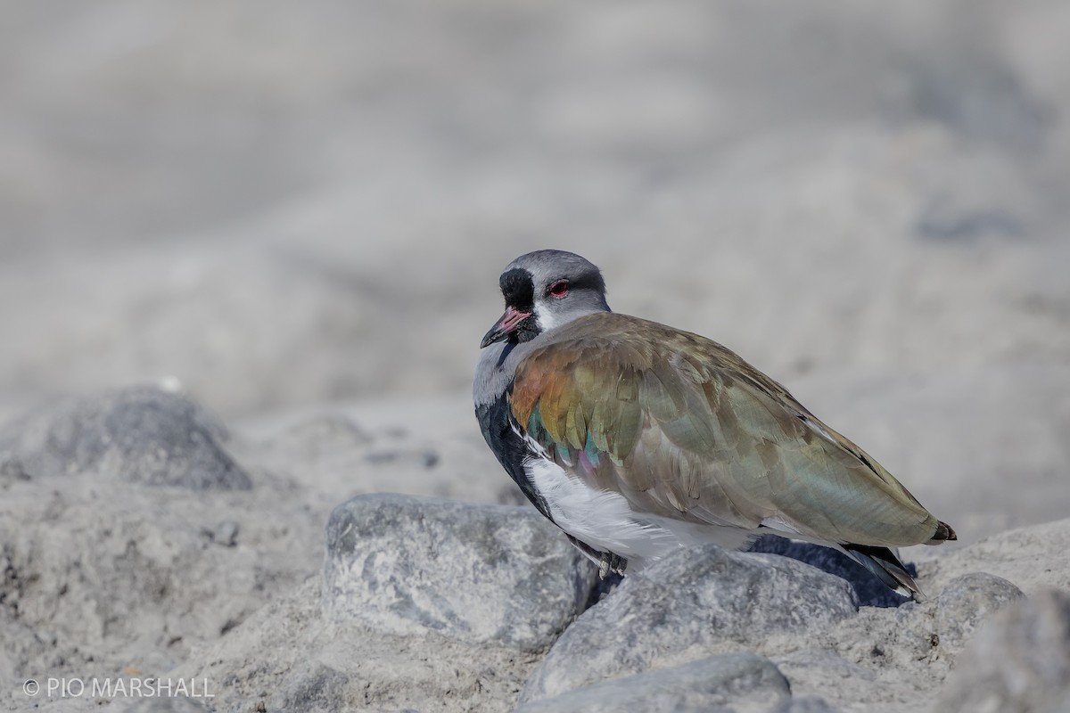 Southern Lapwing - ML615760896