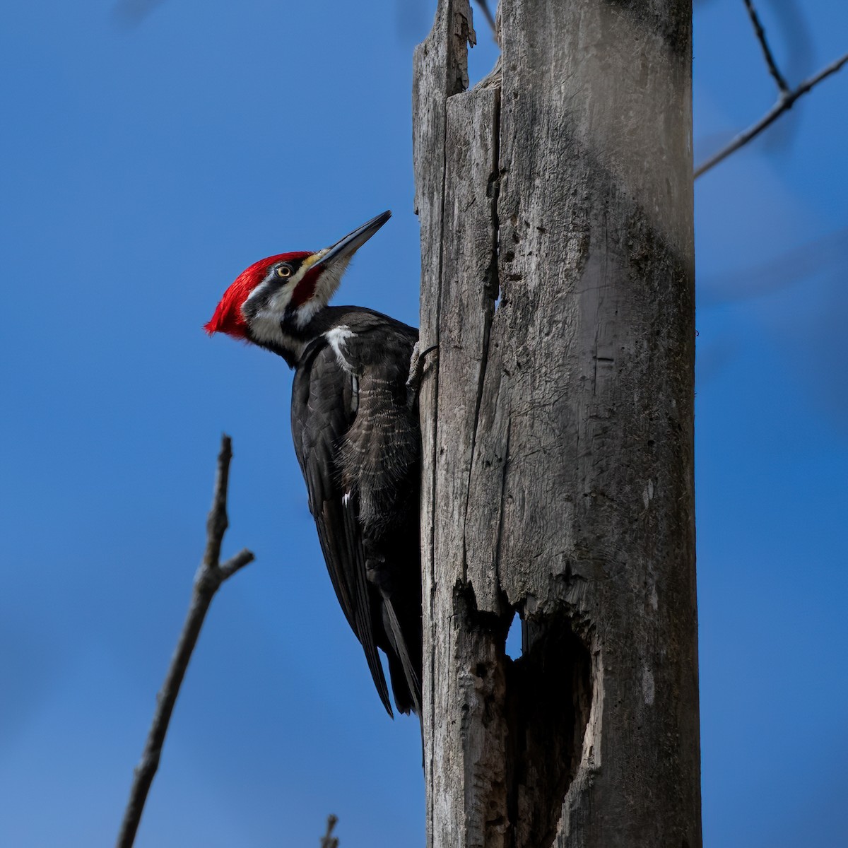 Pileated Woodpecker - ML615761034