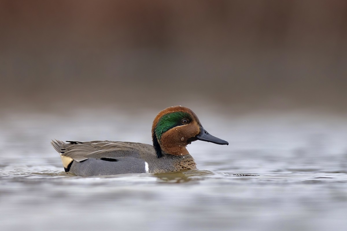 Green-winged Teal (American) - ML615761042