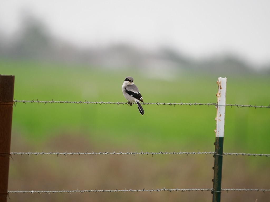 Loggerhead Shrike - ML615761068