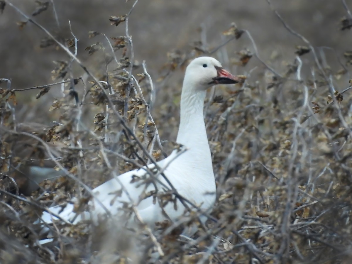 Snow Goose - ML615761105