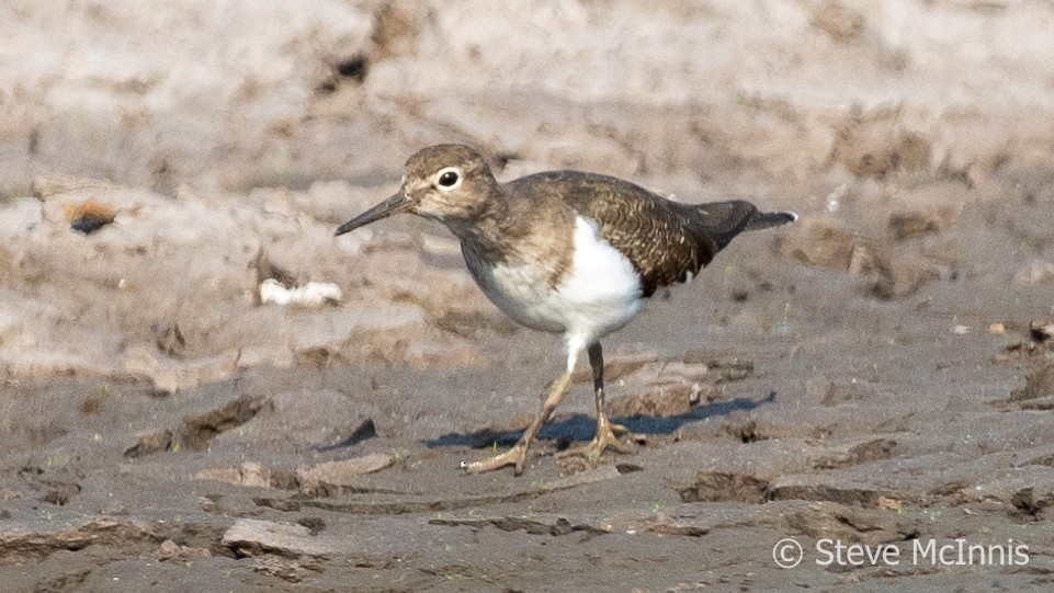 Common Sandpiper - ML615761116