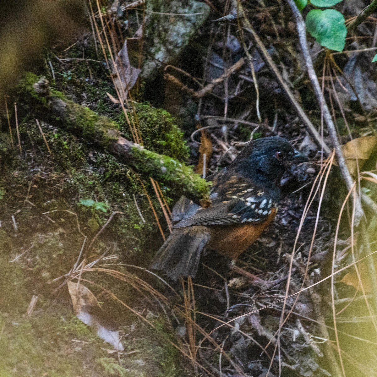 Spotted Towhee - ML615761140