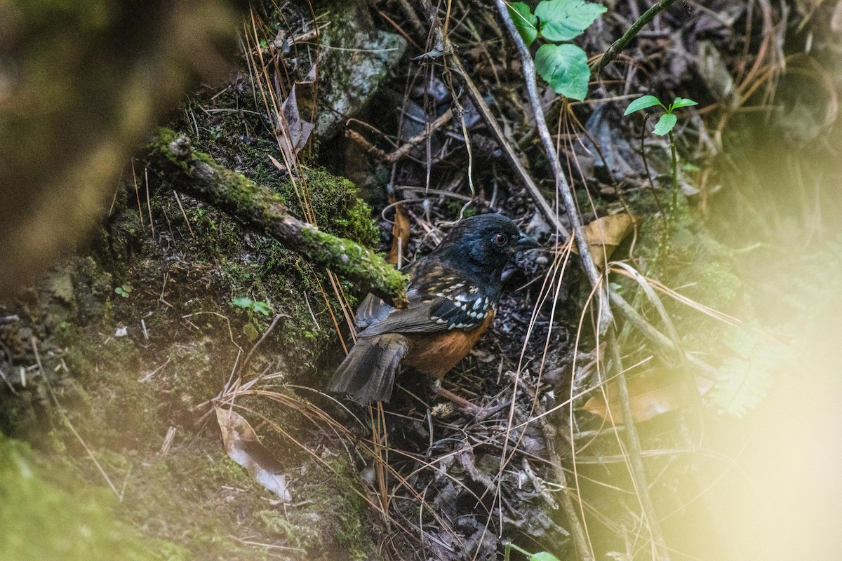 Spotted Towhee - ML615761141