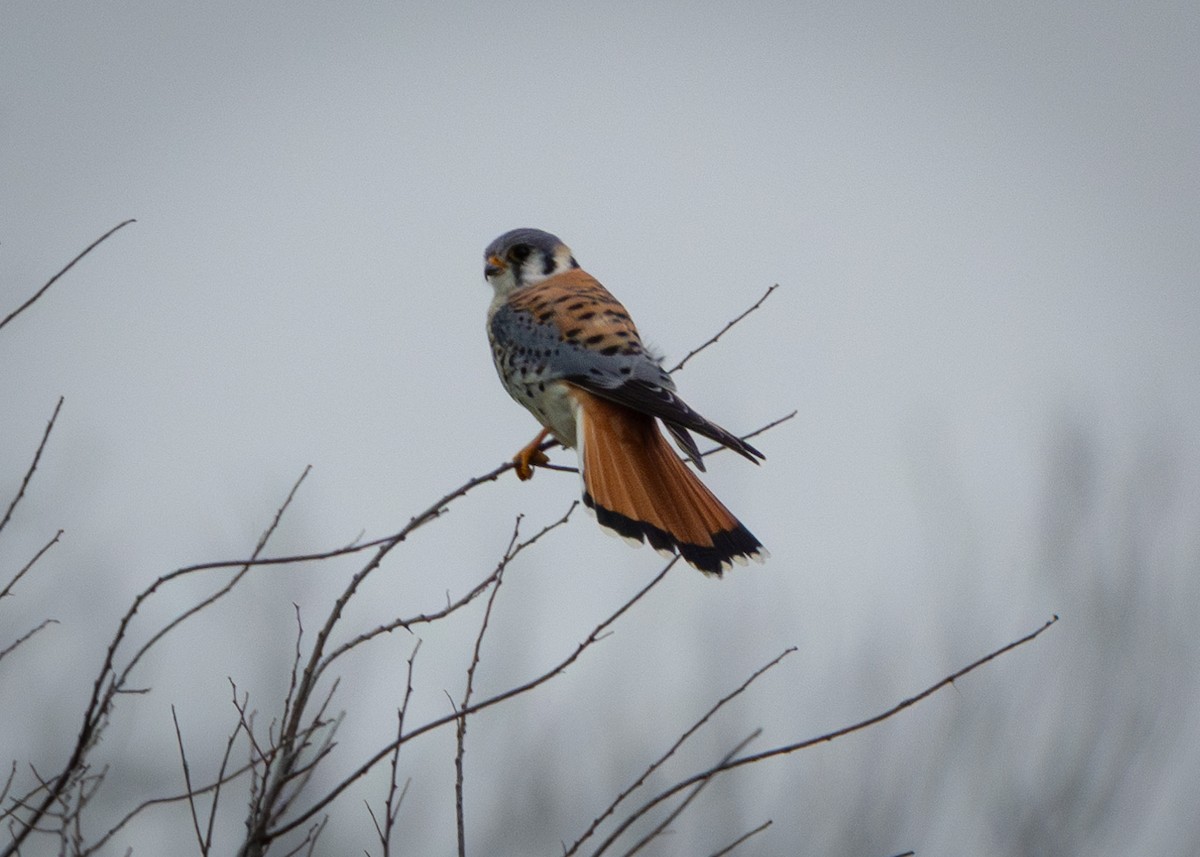 American Kestrel - ML615761274