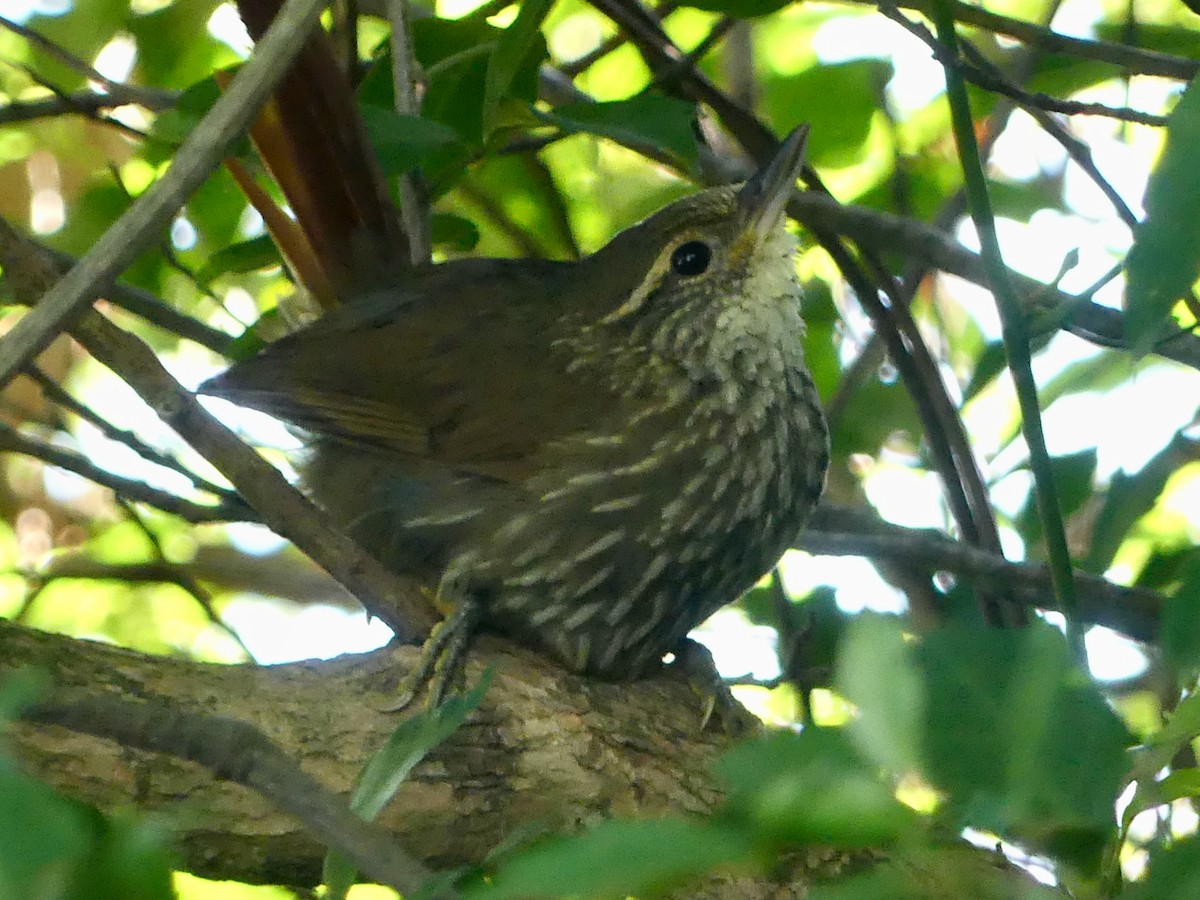 Buff-browed Foliage-gleaner - Monica Rebuffo