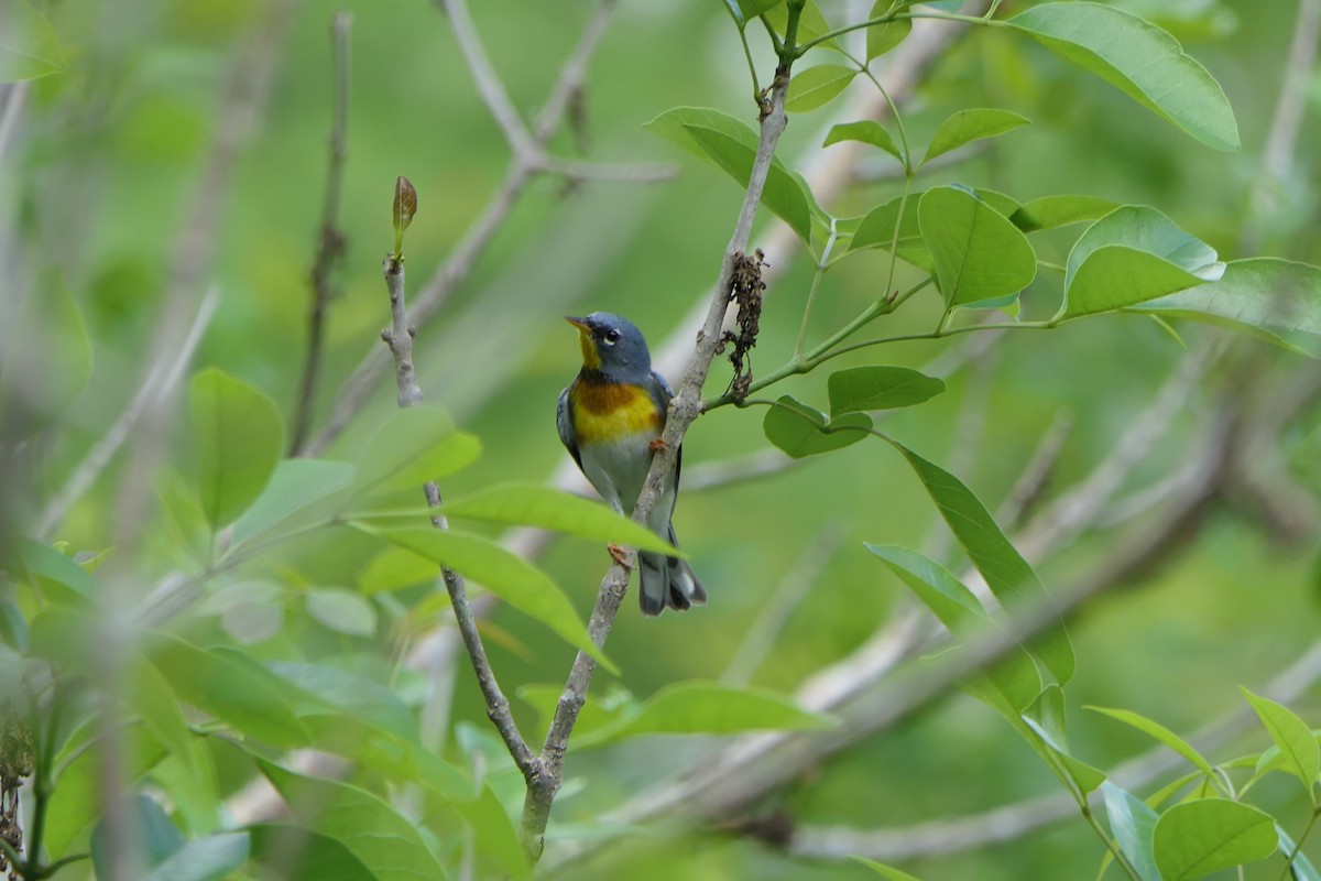 Northern Parula - Bob & Barb Piccirilli