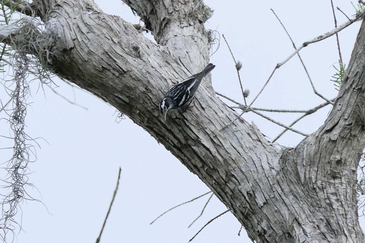 Black-and-white Warbler - Bob & Barb Piccirilli