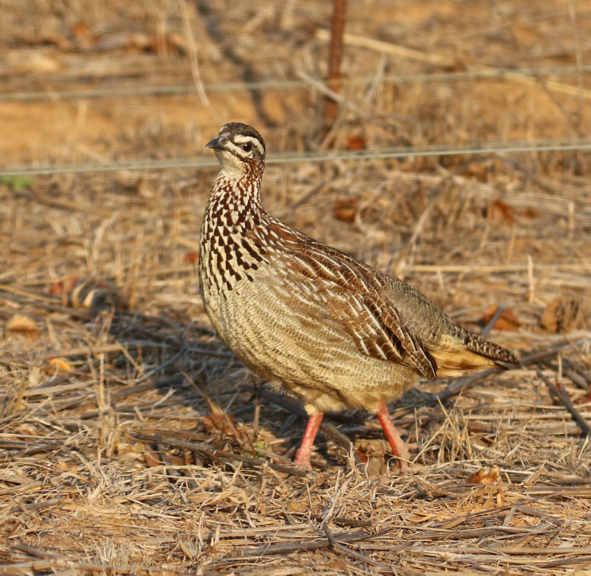 Crested Francolin - ML615761317