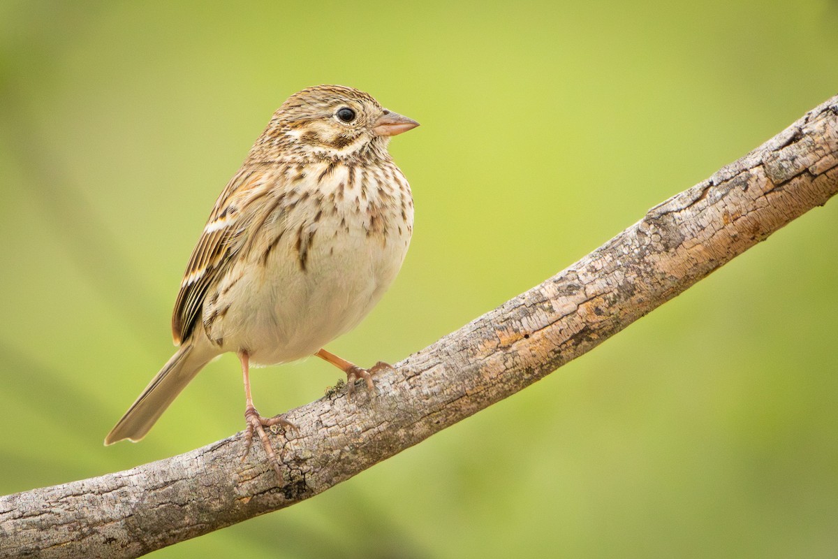 Vesper Sparrow - Ryan Anderson