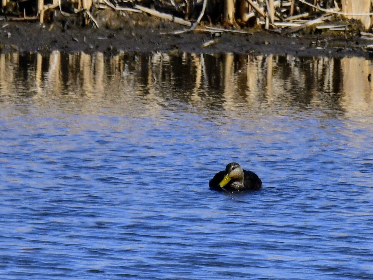 American Black Duck - ML615761441