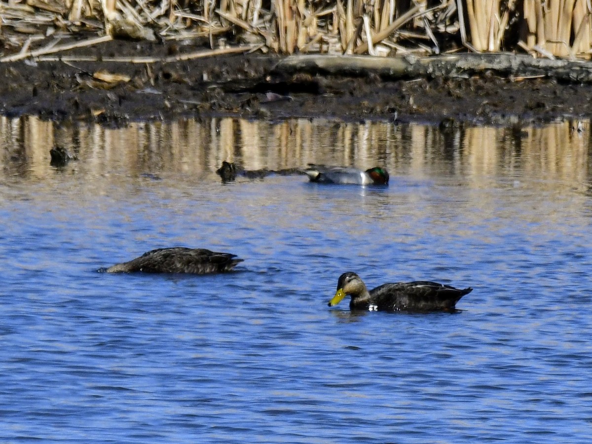 American Black Duck - ML615761444