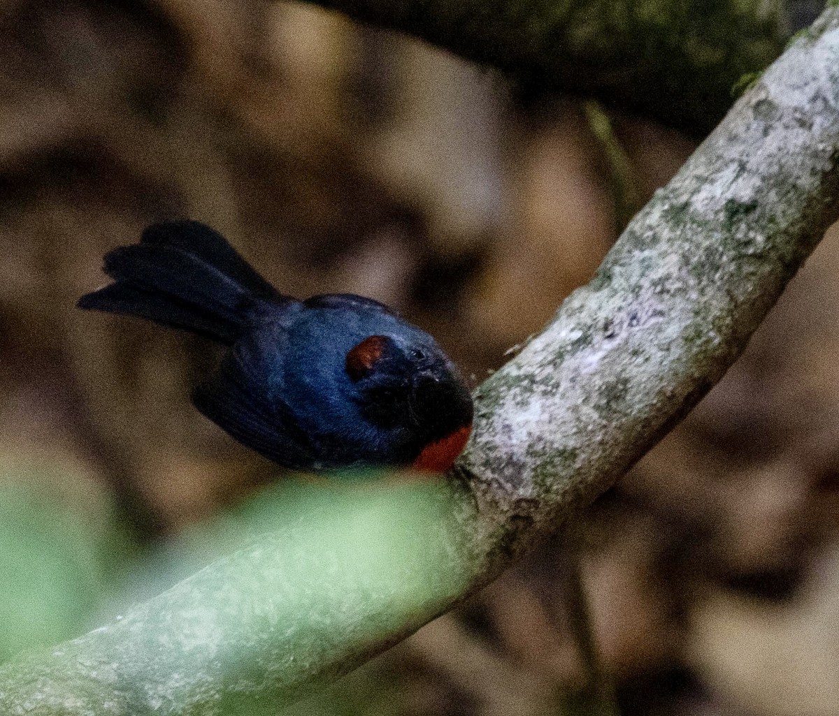 Slate-throated Redstart - ML615761628