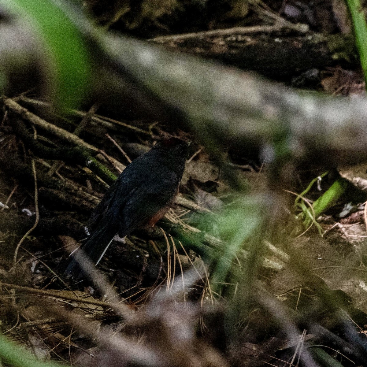 Slate-throated Redstart - ML615761633