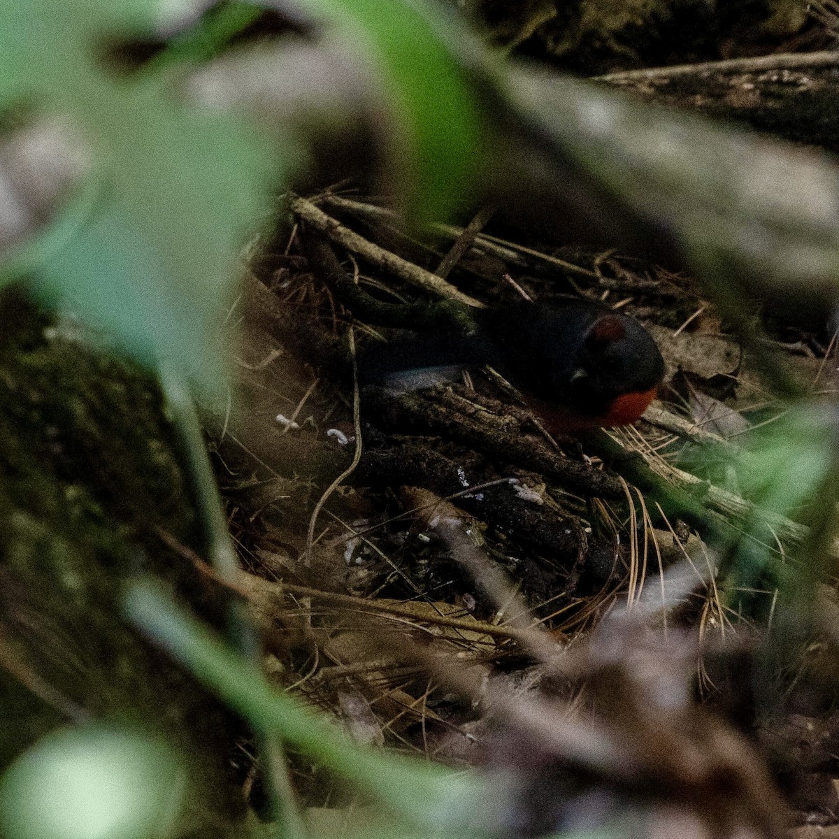 Slate-throated Redstart - ML615761634