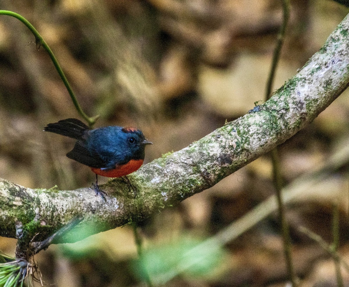 Slate-throated Redstart - Gayle Bachert