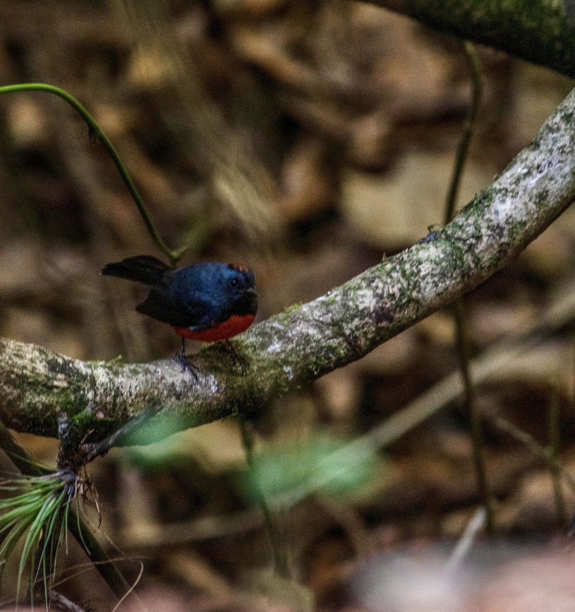 Slate-throated Redstart - ML615761645