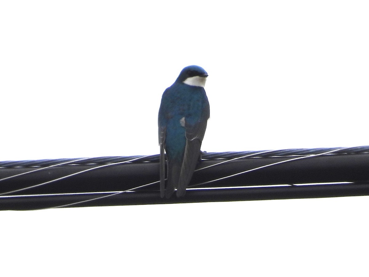 Tree Swallow - ML615761766