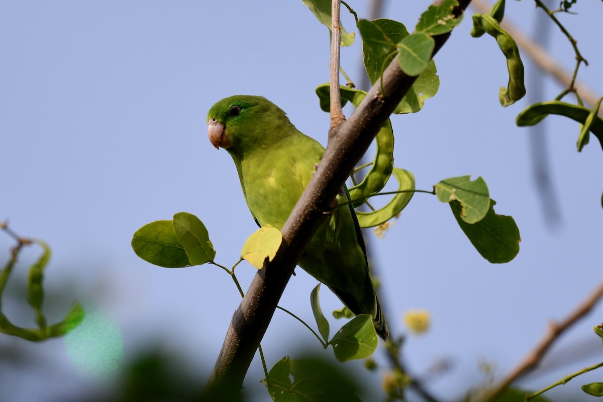 Spectacled Parrotlet - ML615761767