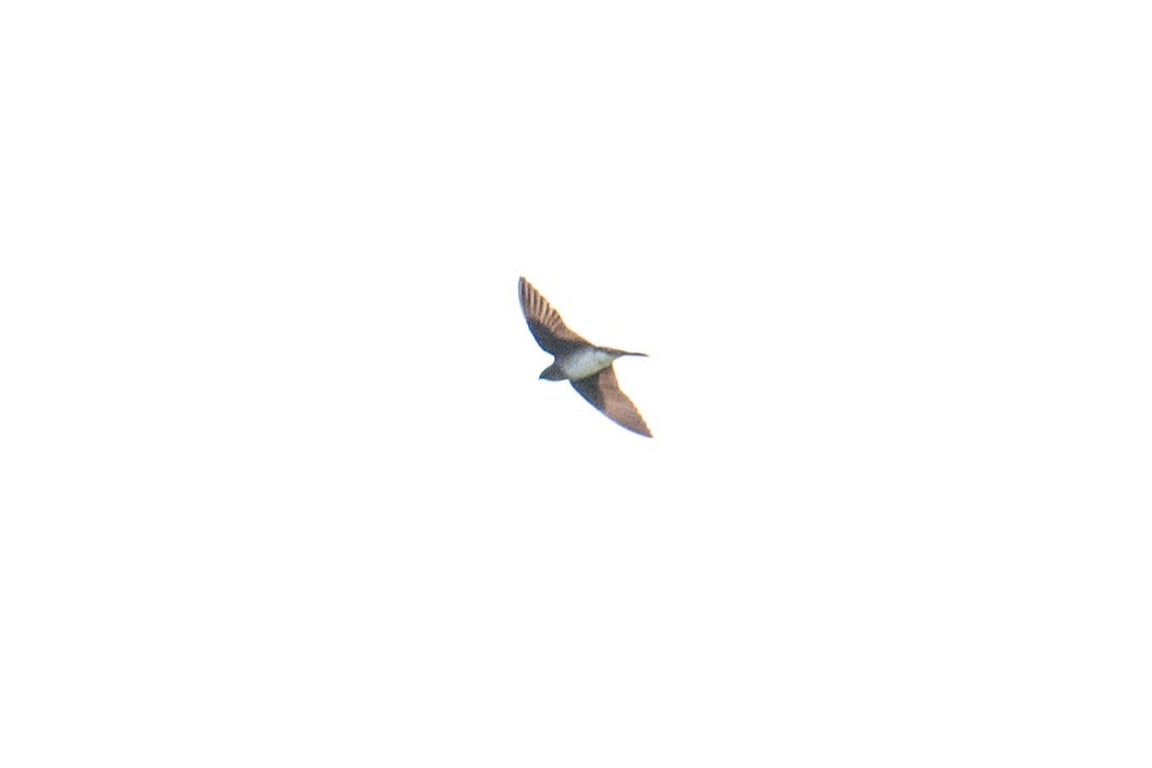 Northern Rough-winged Swallow - ML615761803