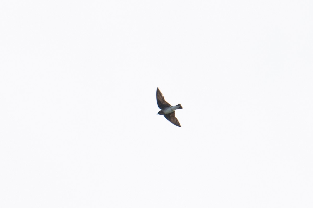 Northern Rough-winged Swallow - ML615761804