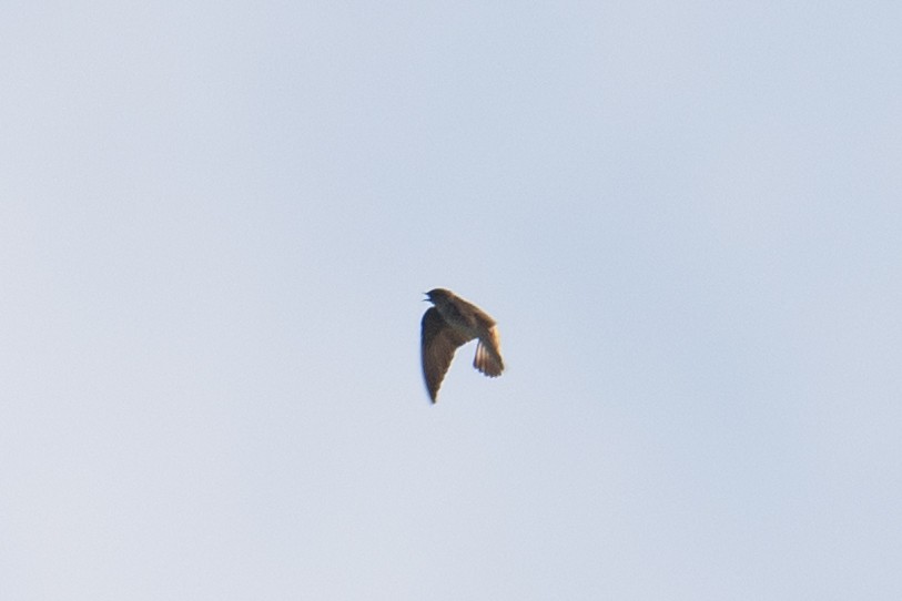 Northern Rough-winged Swallow - ML615761805
