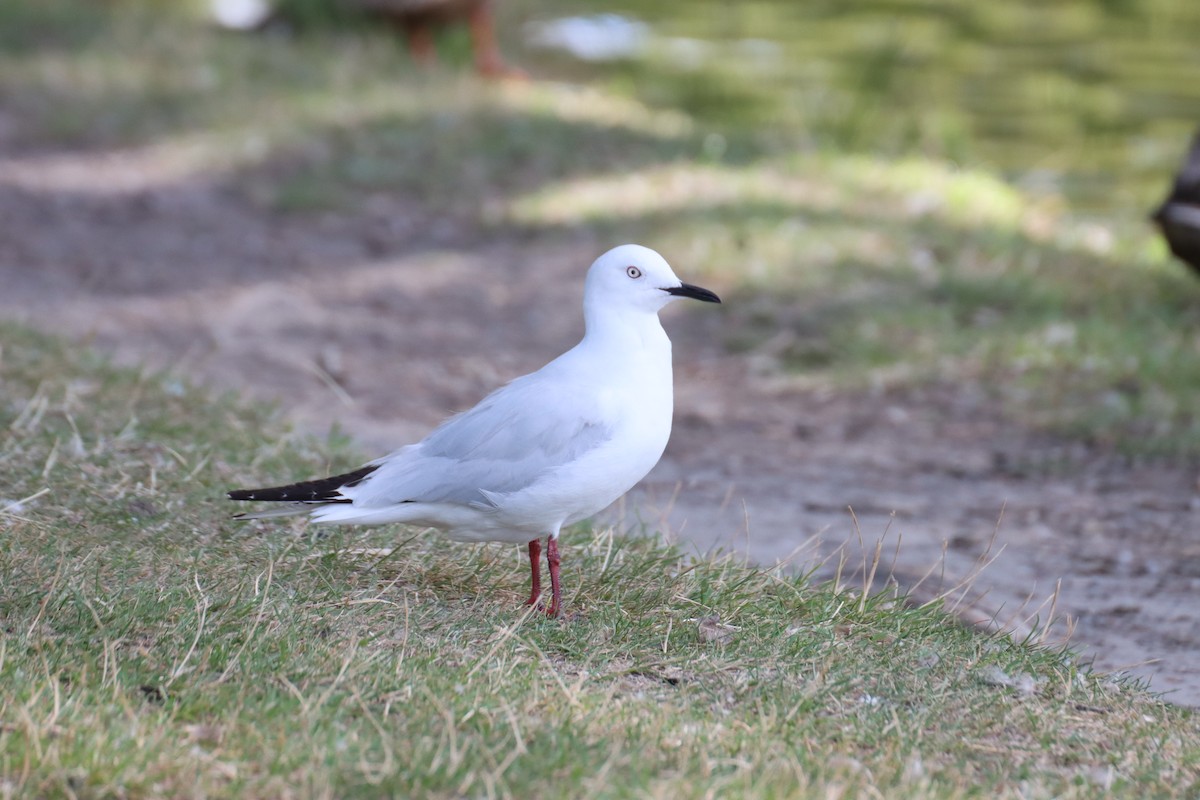 Black-billed Gull - Kathy Mihm Dunning