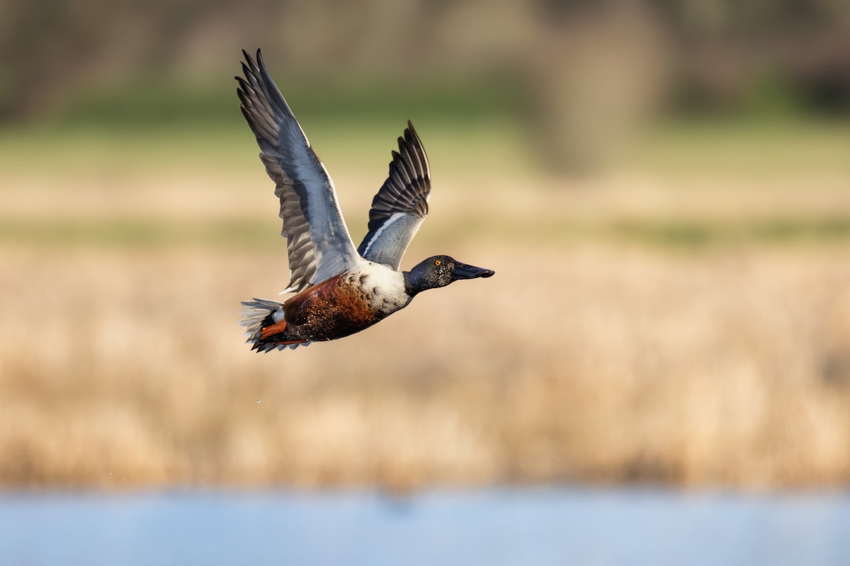 Northern Shoveler - ML615761812