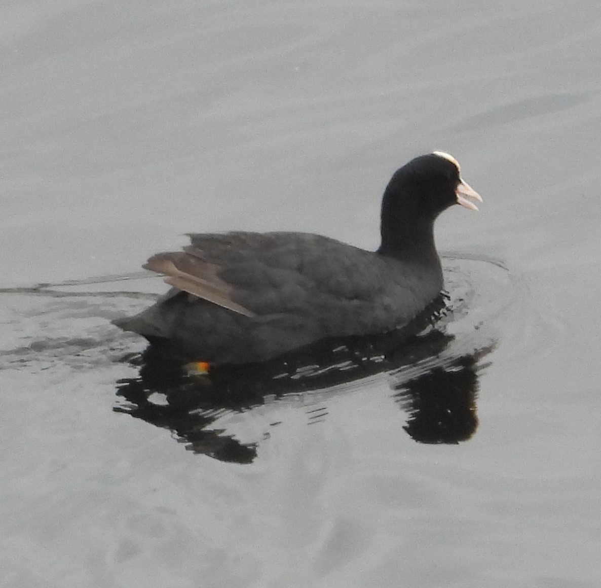 Eurasian Coot - ML615761839