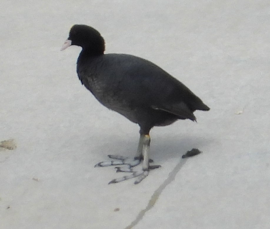 Eurasian Coot - ML615761842
