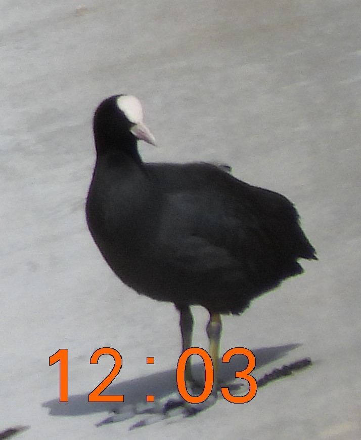 Eurasian Coot - ML615761843