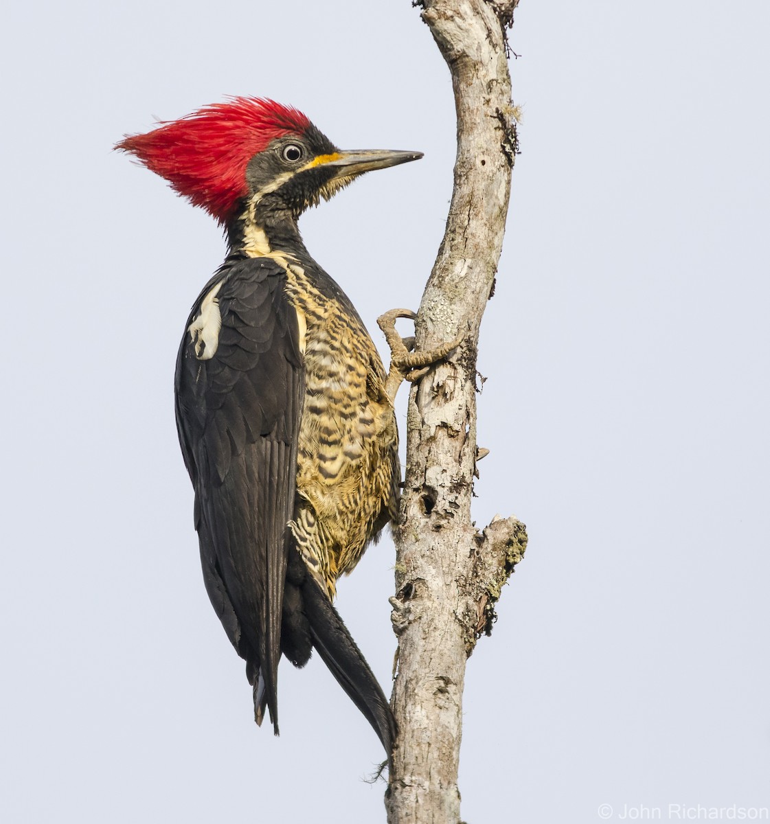 Lineated Woodpecker - ML615761853