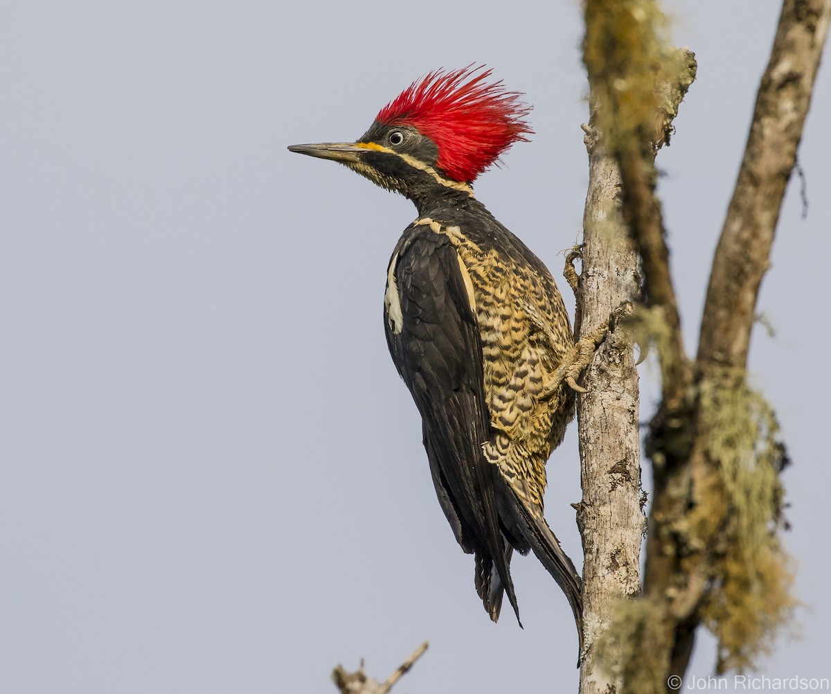 Lineated Woodpecker - ML615761855