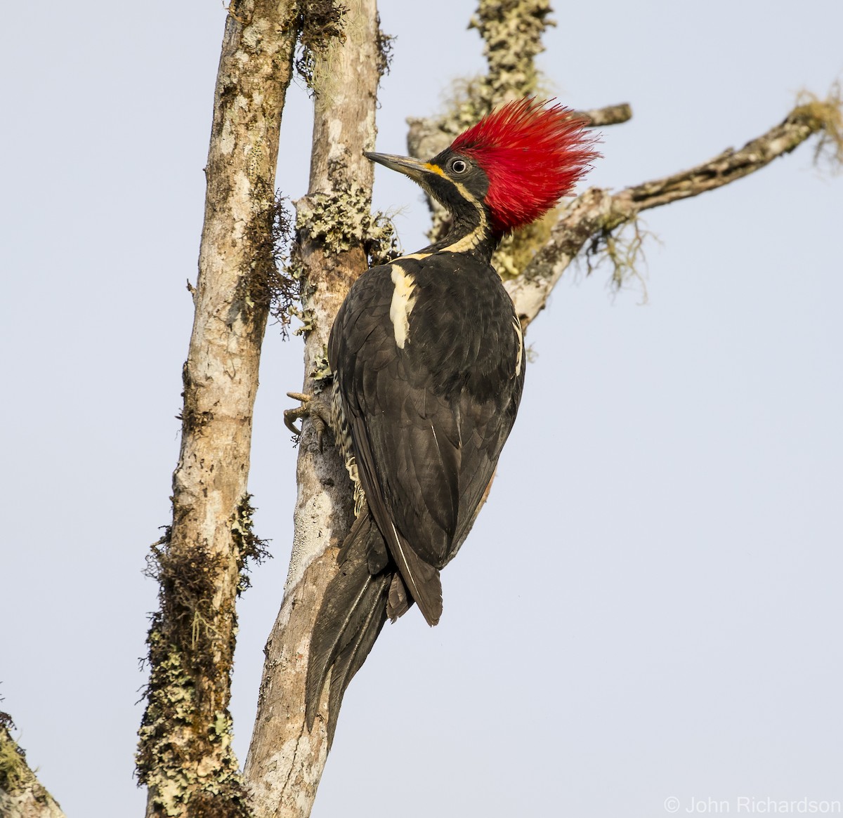 Lineated Woodpecker - ML615761857