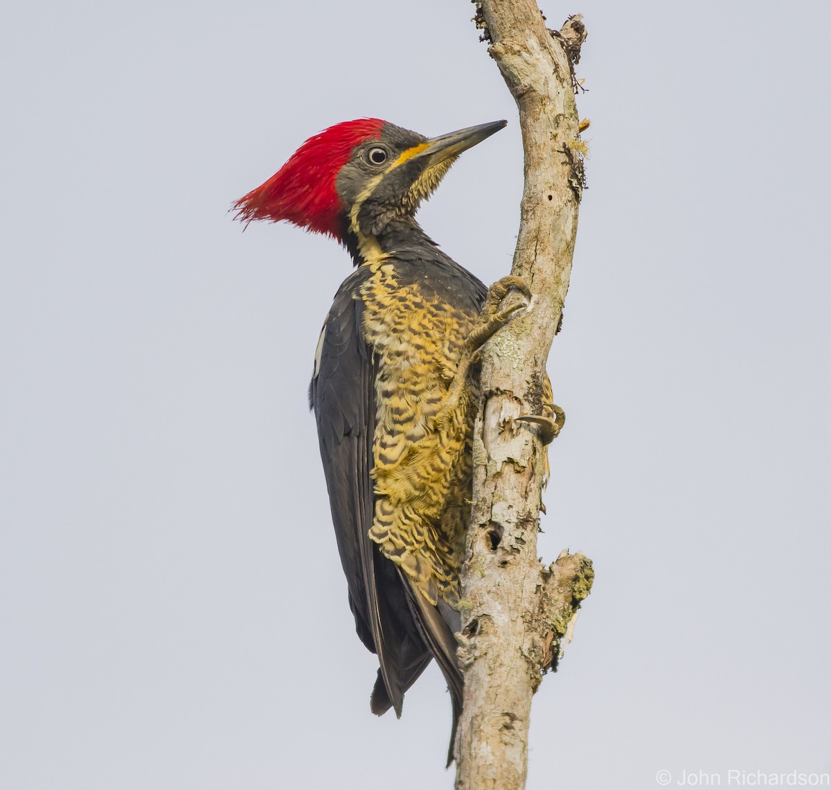 Lineated Woodpecker - ML615761859