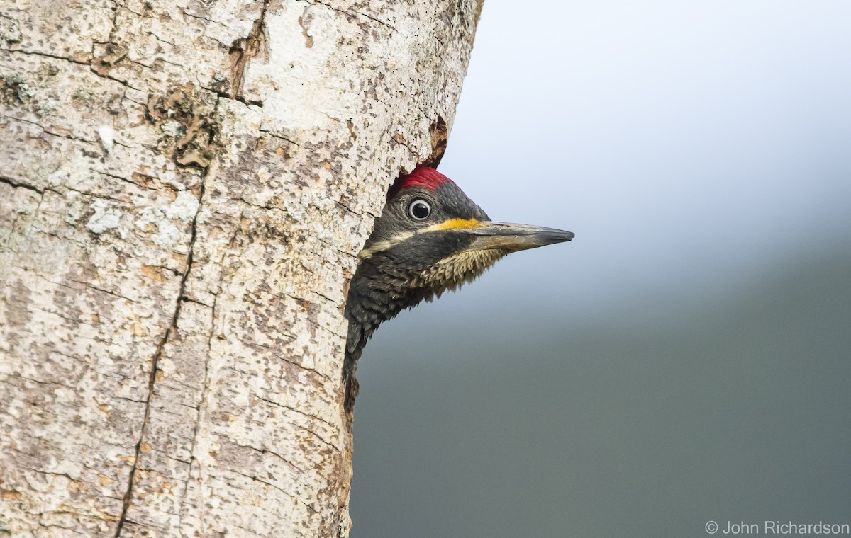 Lineated Woodpecker - ML615761861