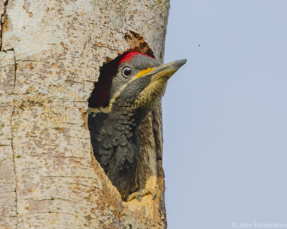 Lineated Woodpecker - ML615761863