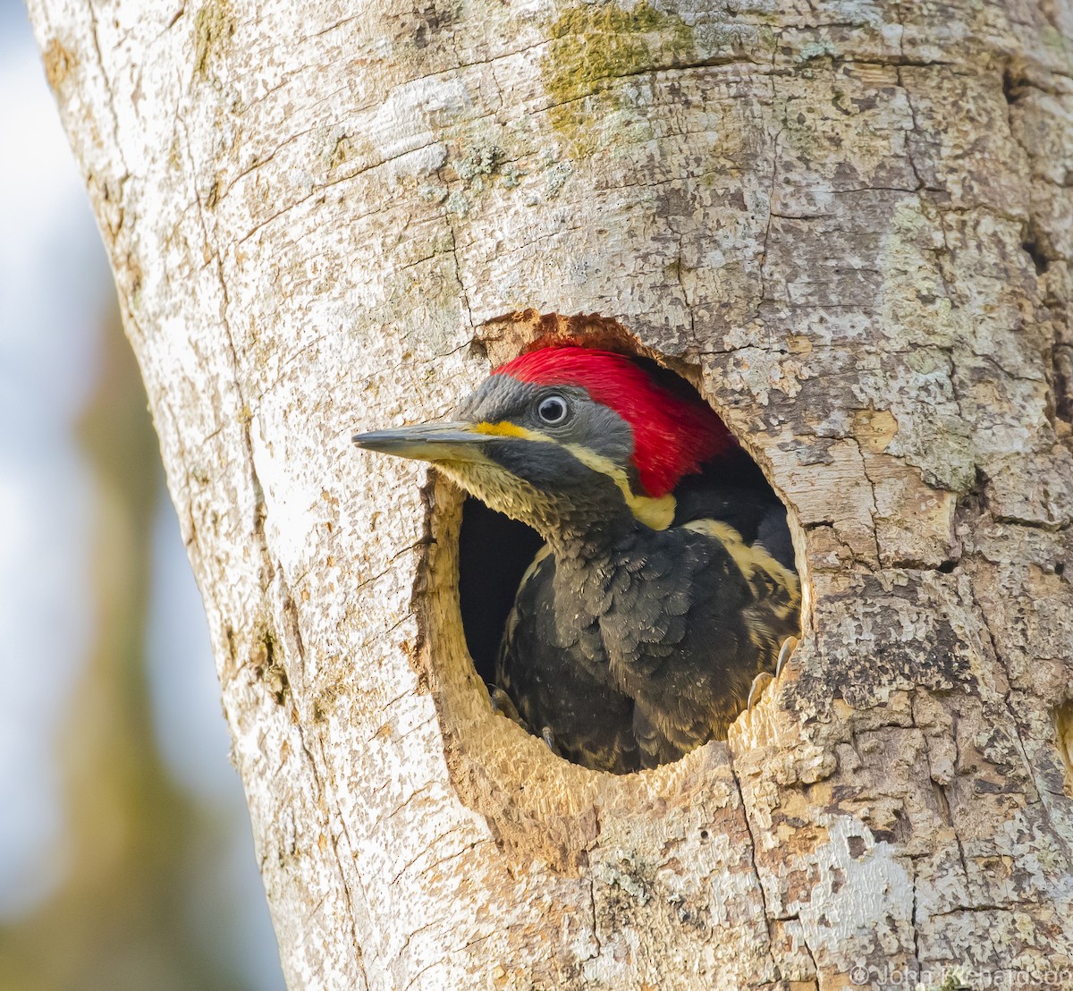 Lineated Woodpecker - ML615761864