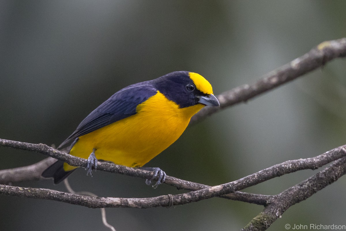 Orange-bellied Euphonia - ML615761870