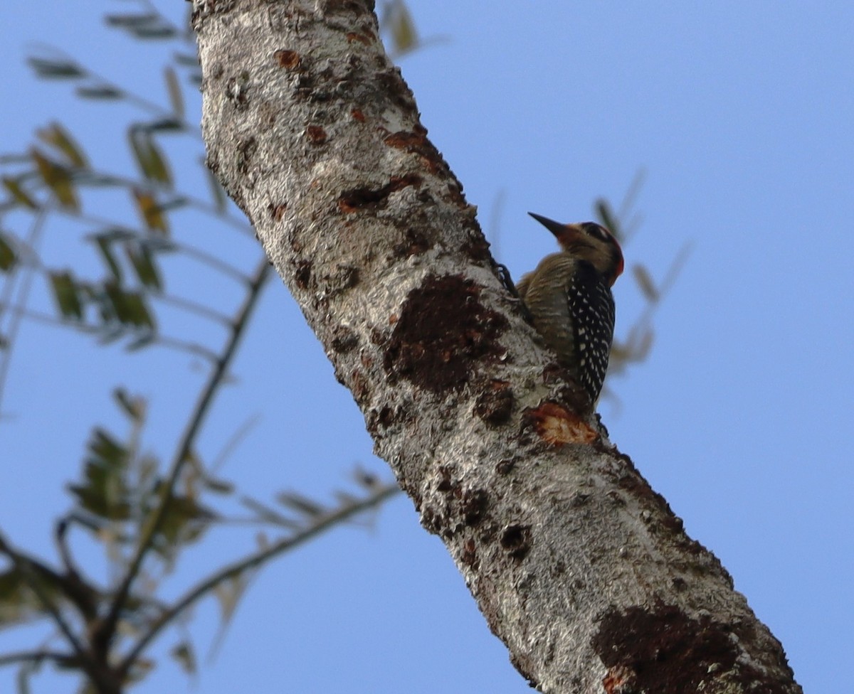 Black-cheeked Woodpecker - bill belford