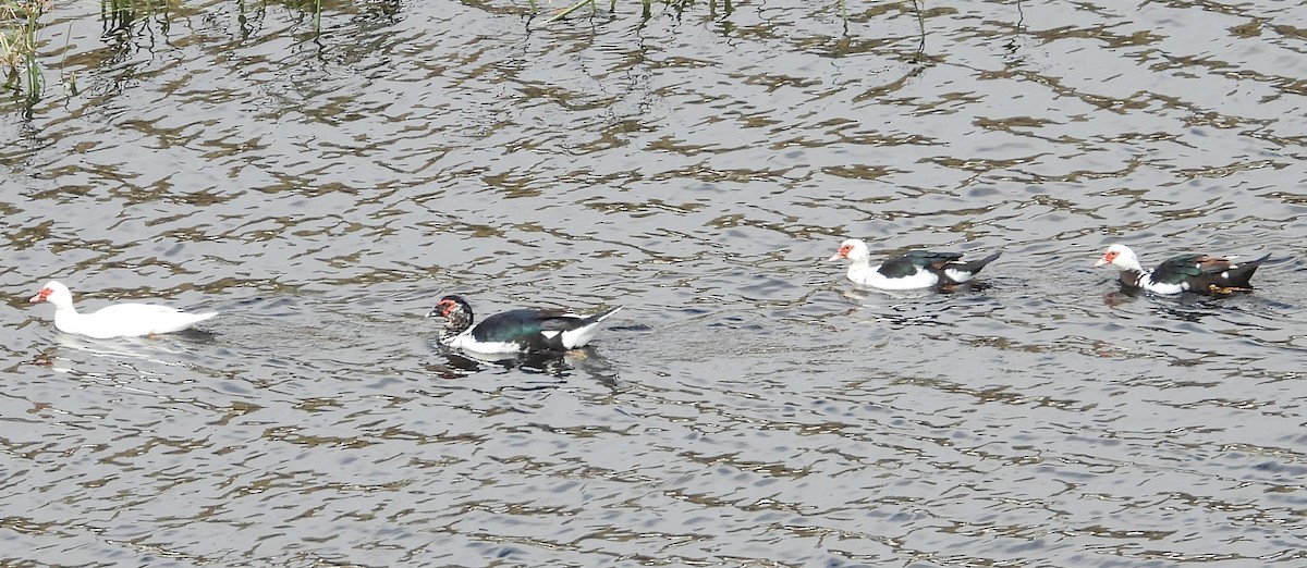 Muscovy Duck (Domestic type) - ML615761892