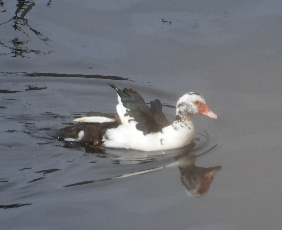 Muscovy Duck (Domestic type) - ML615761893